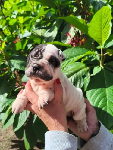 Shar pei
