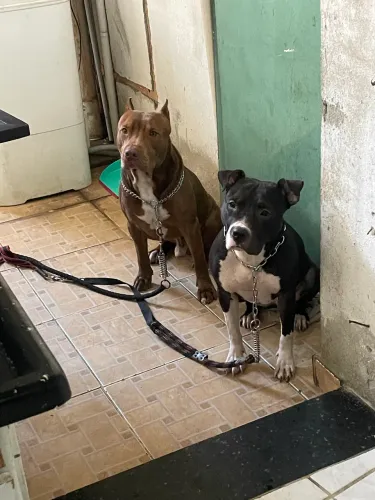 PreVendo filhotes de pitbull fêmea american bully e macho red nose, ainda vão nascer