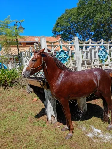 Pra vender essa semana. Vendo cavalo manga larga Machador