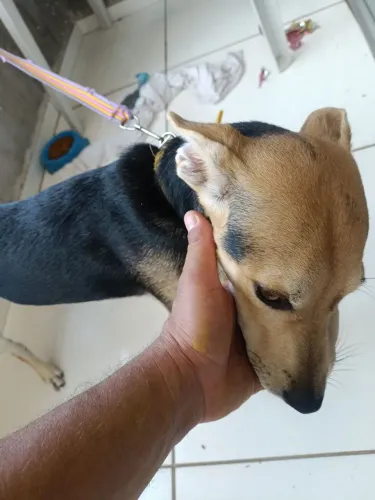 Doação de cadela