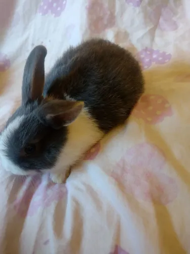 Vende se coelho fêmea da raca nertherland anão