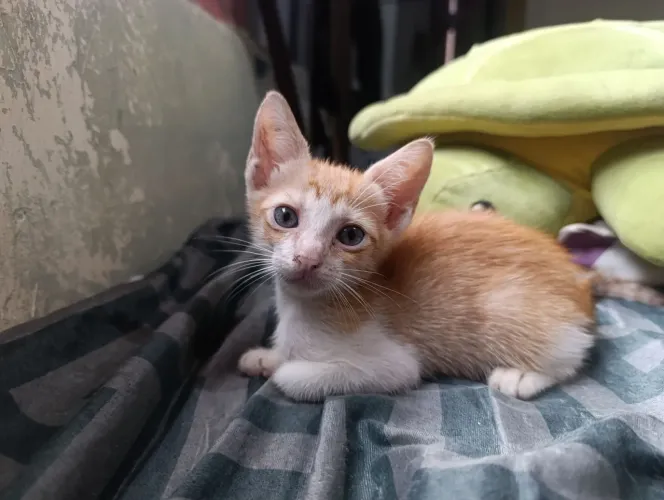 Doação de gatinho macho