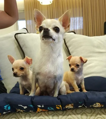 Filhotes Chihuahuas filhos de grandes campeões 