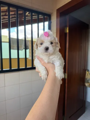 Shih tzu fêmea mini 100% legítima