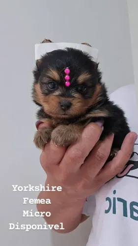 Yorkshire Miniatura Femea Foto Real em Londrina