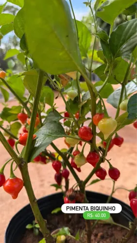 Pimenta Biquinho - Muda Linda e Produtiva!