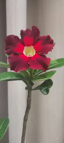 Rosa do Deserto) Flor Vermelha