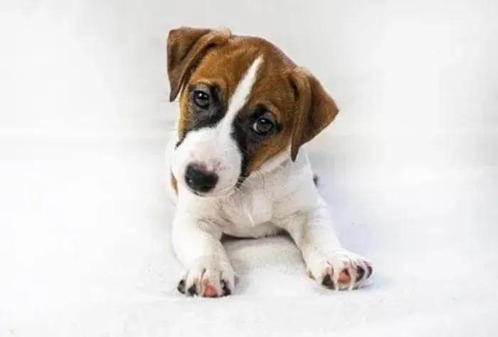 Filhotes de Jack Russell Miniatura, Alegres e Brincalhões