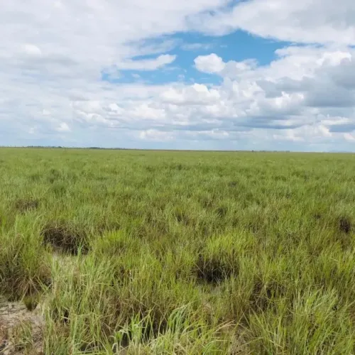 Fazenda em Boa  Vista Roraima Venda , arrendamento ou permuta 
