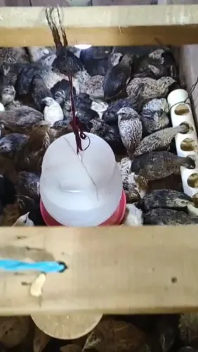 Codorna Gigante - Leia a Descrição Abaixo