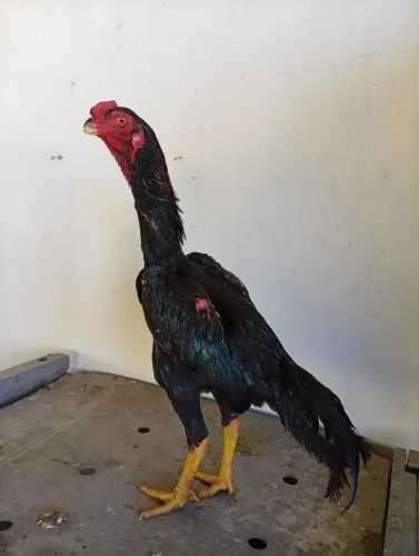 Frangos índio bico curto galo galinha