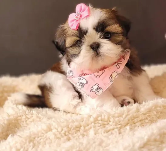 Shitzu fêmea Mine