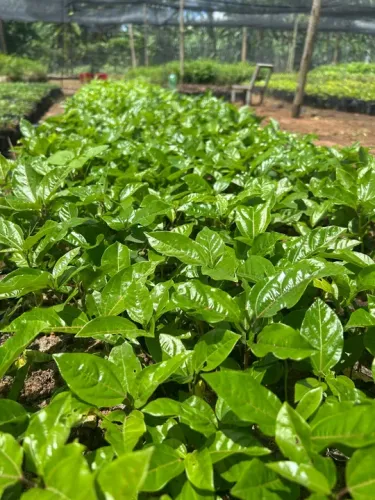 Mudas de maracujá a pronta entrega