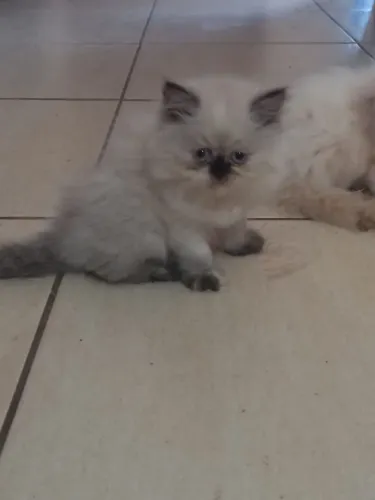 Gatinhos persa filhotes himalaia 