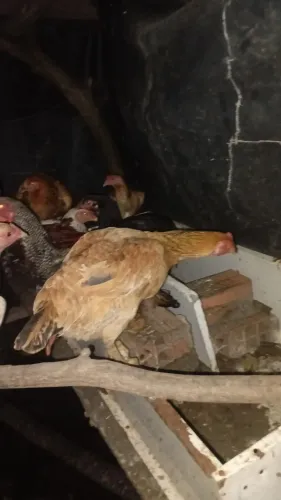Capote galinha frango 