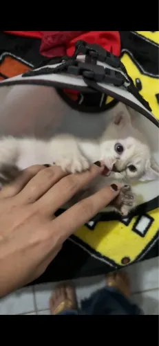 doa-se uma gata filhote