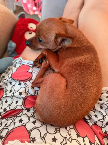 Procura-se um namorado pra essa moça.. Pinscher zero.. peso 1.300kg e altura 18cm