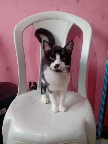 Tigre para adoção