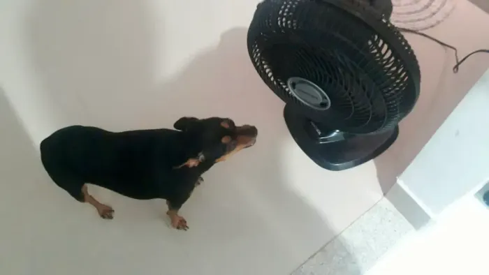 Doa-se Pinscher machinho castrado