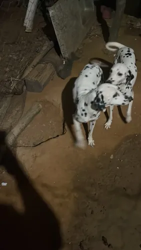 Animal 