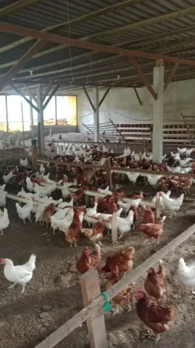 Galinhas poedeiras, mínimo de 10, retirar no Engenho Grande/araruama