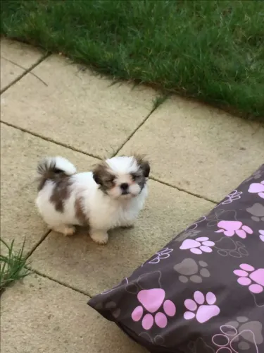 Shih Tzu A fofura que estava faltando na sua casa
