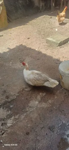 Pato a duto