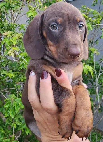 Filhotes de Basset/Teckel a Pronta Entrega!!