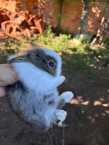 Mini coelho