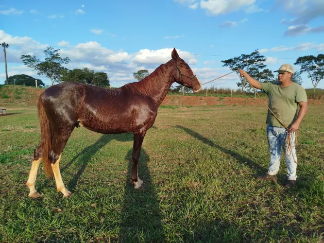 Cavalo mangalarga PO