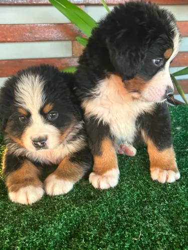 Bernese boiadeiro de Berna