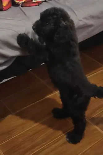 Poodle fêmea 200,00