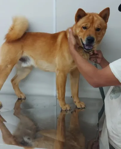 Akita mestiço com aproximadamente 10 meses vacinado para adoção responsável