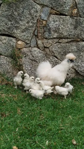Galinha Sedosa do Japão 