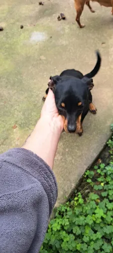 Pinscher fêmea n2