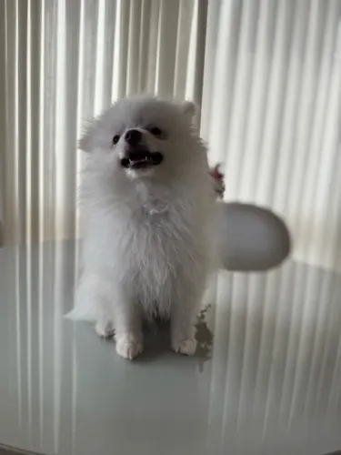 Lulu da Pomerânia - Spitz alemão anão