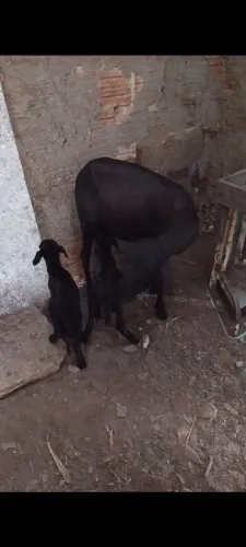 Ovelhas paridas.