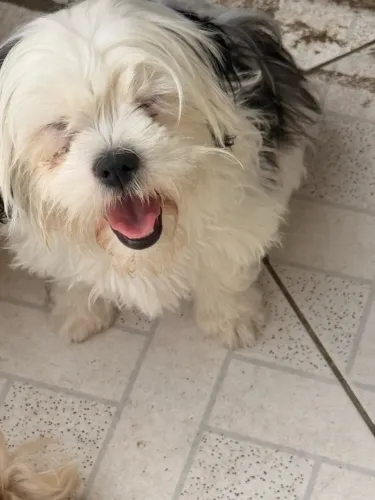 Vendo uma fêmea de Shitzu e um macho de Shitzu