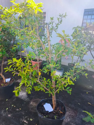 Muda de Acerola altura 120cm