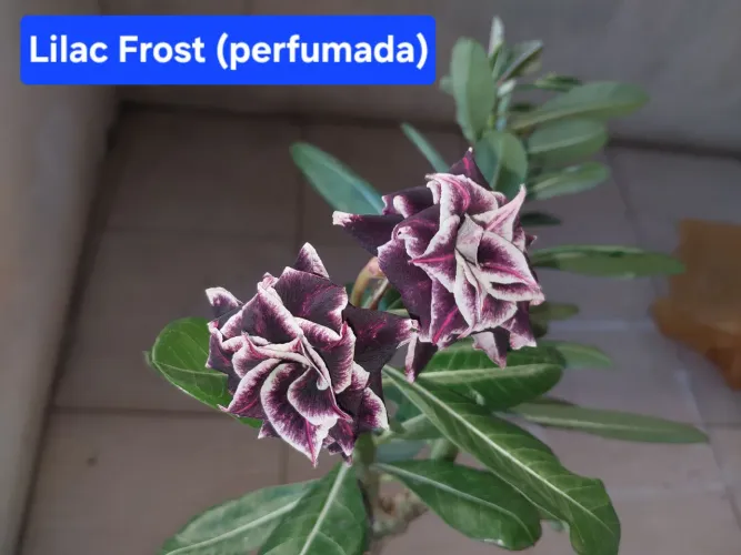 Rosa do deserto
