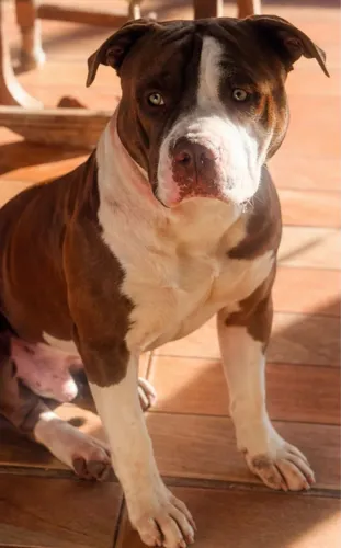 Vendo filhote de Pit Monster
