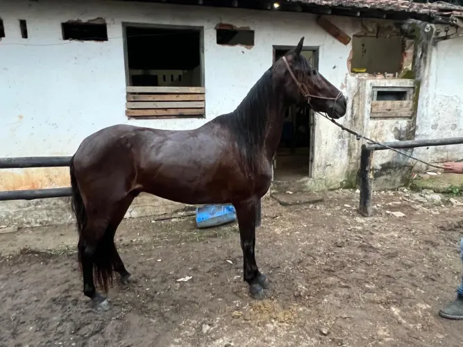 Cavalo Mangalarga Marchador