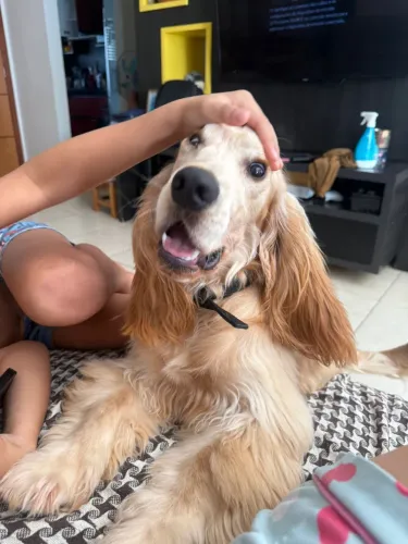 Cocker Spaniel