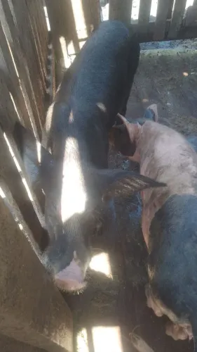 Vendo um porco macho novo 