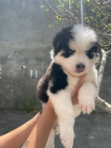 Filhote de husky siberiano macho