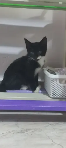[ADOÇÃO RESPONSÁVEL] Gatinha filhote 