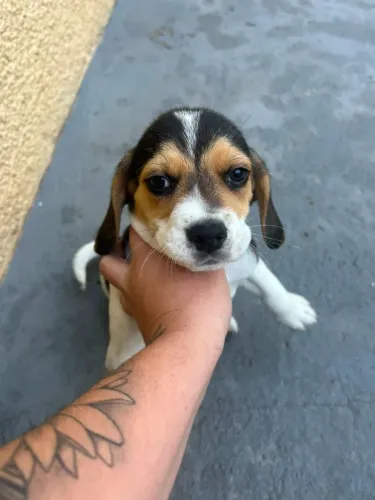 Filhotes de Beagle ? Muito Brincalhões e Companheiros