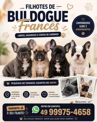 Filhotes buldogue frances