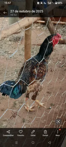 Animais