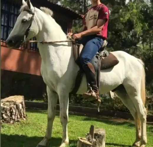 Cavalo manga larga 